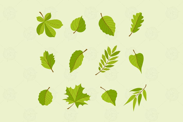 Types of Leaves - modern vector set of objects