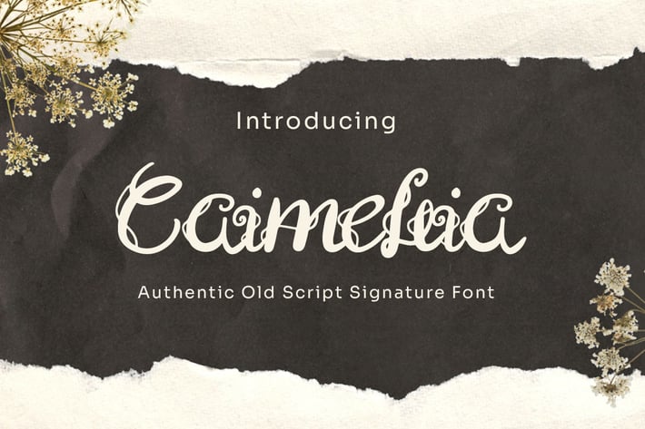 Caimellia - Script Signature Font