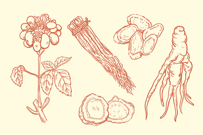 Hand Drawn Ginseng Plant Collection