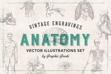 Anatomy - Engraving Illustration Set