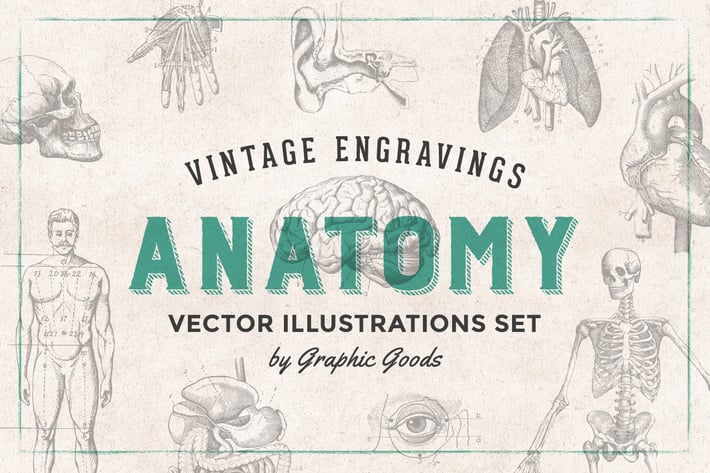 Anatomy - Engraving Illustration Set