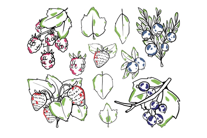 Berries Doodles