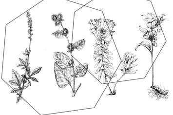 Vintage botanical ink set