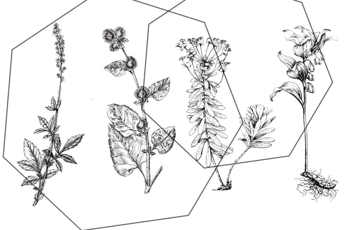 Vintage botanical ink set