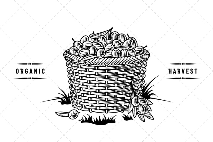 Retro Basket Of Olives Black And White