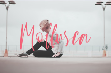 Mollusca