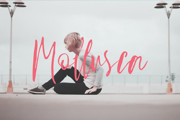 Mollusca