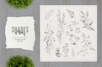 Shades of Grey. Collection of wild herbs // 1