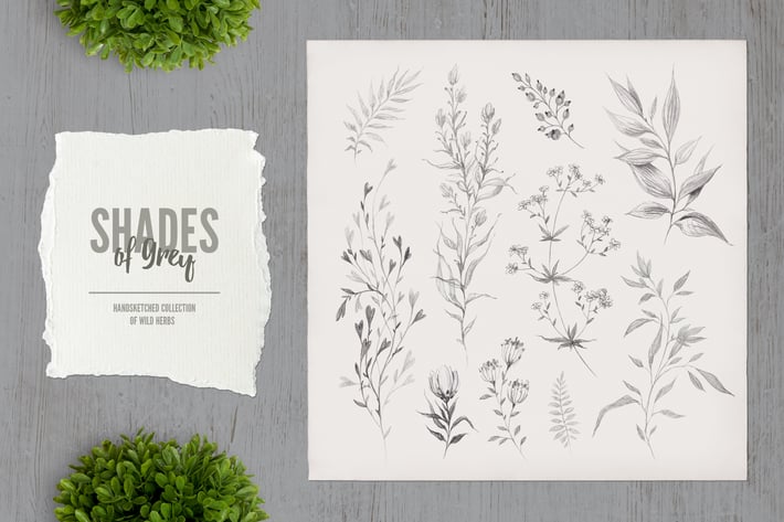 Shades of Grey. Collection of wild herbs // 1