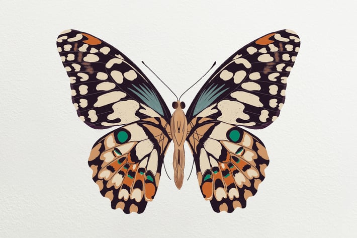 Illustration - Butterfly