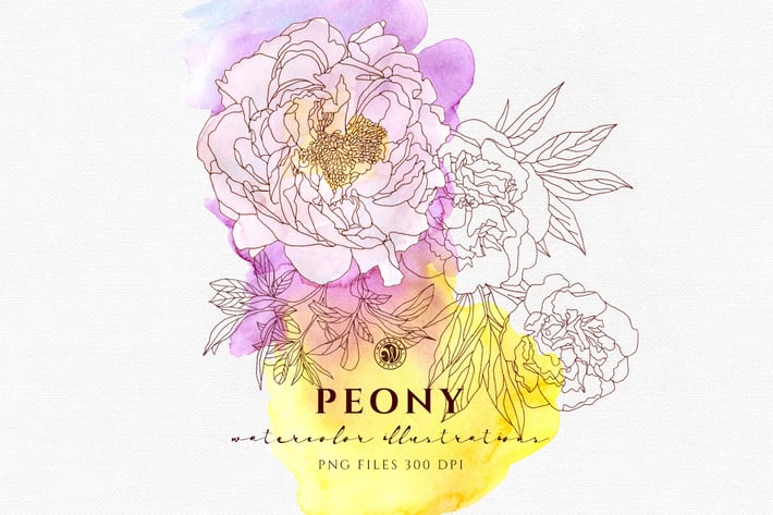 Peony Flowers