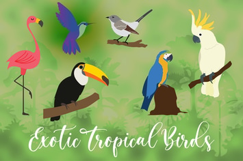 Exotic Tropical Bird Hand Drawn