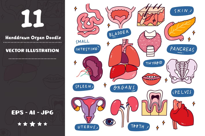 Hand Drawn Organ Doodle Set