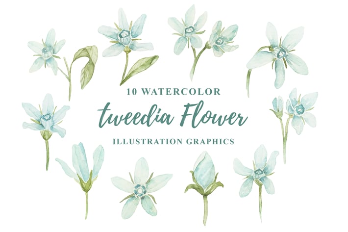 10 Watercolor Tweedia Flower Illustration Graphics