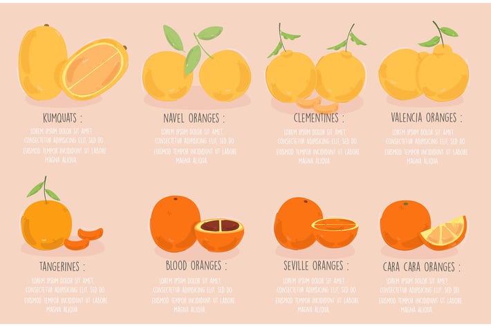 Types of Oranges Illustration