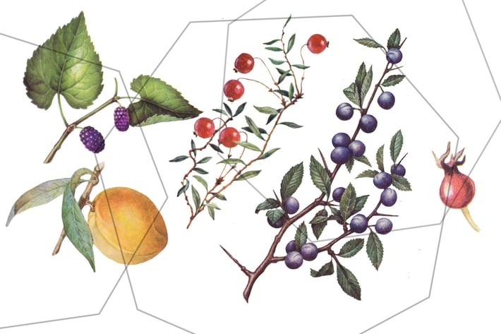 Fruits and berries - vintage, retro botanical set