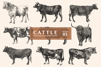 Cattle - Vintage Illustrations Vol. 3