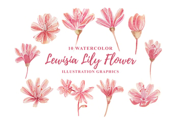 10 Watercolor Lewisia Flower Illustration Graphics