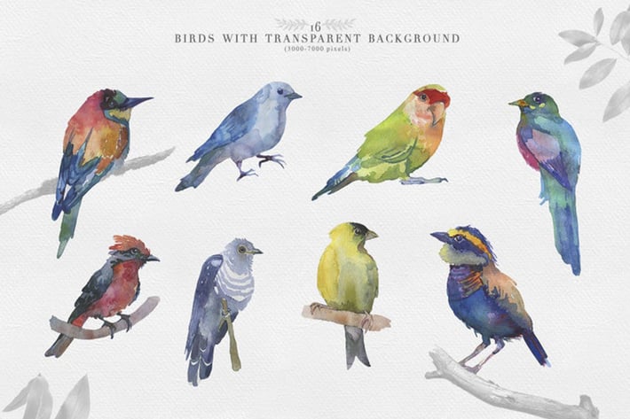 Watercolor Clipart Bird Set