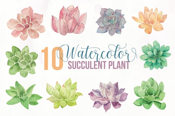 10 watercolor Succulent Plants Illustration