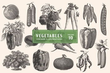 Vintage Vegetable Illustrations Vol. 10