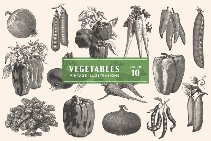 Vintage Vegetable Illustrations Vol. 10