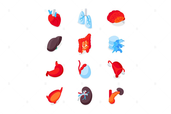 Human Internal Organs - Isometric Icons Set