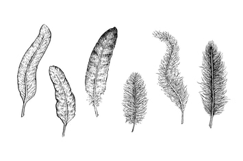 Ink Feathers