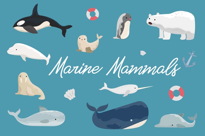 Marine Mammals Hand Drawn