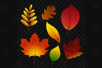 Autumn leaves - vector realistic isolated clip art