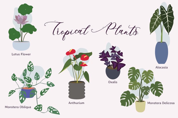 Tropical Indoor Plants Hand Drawn