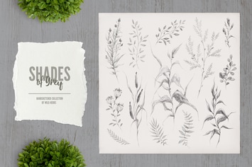 Shades of Grey. Collection of wild herbs // 3