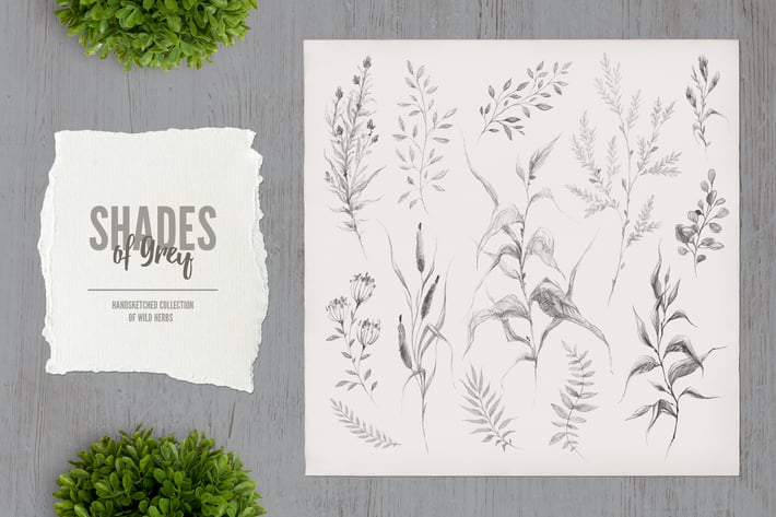 Shades of Grey. Collection of wild herbs // 3