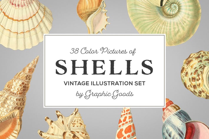 Shells - Vintage Color Illustrations