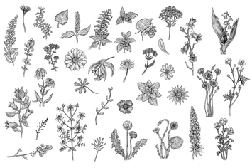 Herbs and Flowers