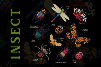 Insect