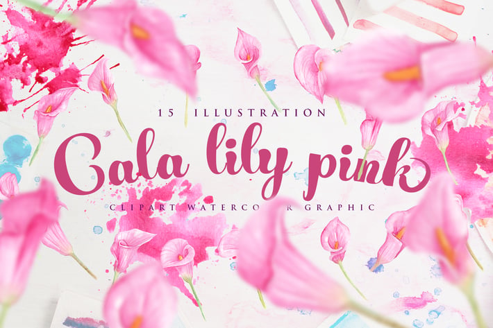 15 Watercolor Cala Lily Pink Flower Illustration