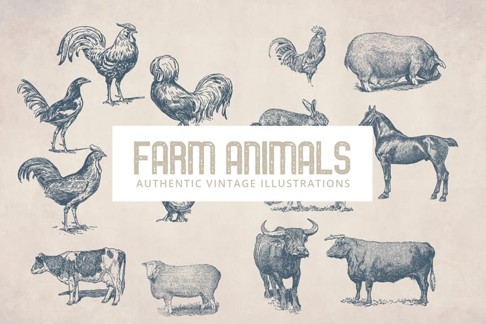 Vintage Farm Animals Illustrations