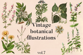 Vintage Botanical Illustrations Vol. 7