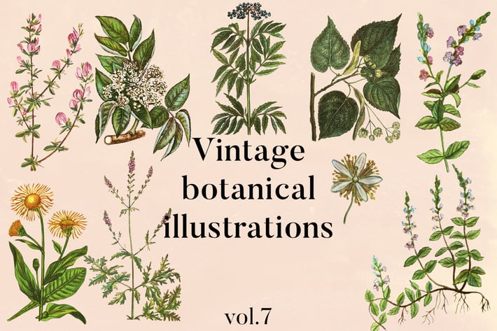 Vintage Botanical Illustrations Vol. 7