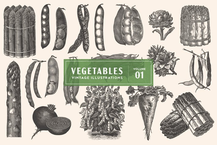 Vintage Vegetable Illustrations Vol. 1