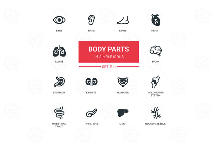 Body parts - modern simple thin line design icons
