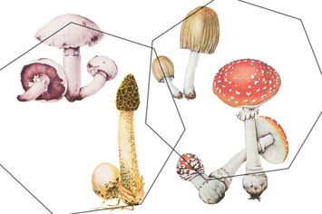 Detalized mushrooms set - retro autumn set
