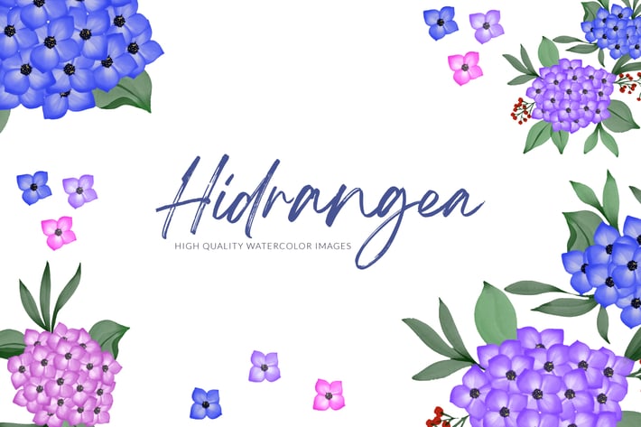 Hidrangea Flower Watercolor