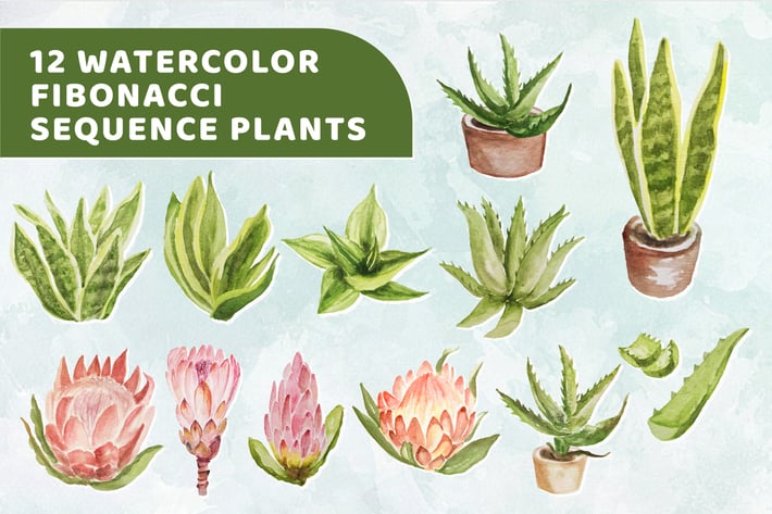 12 Watercolor Fibonacci Sequence Plants Graphics