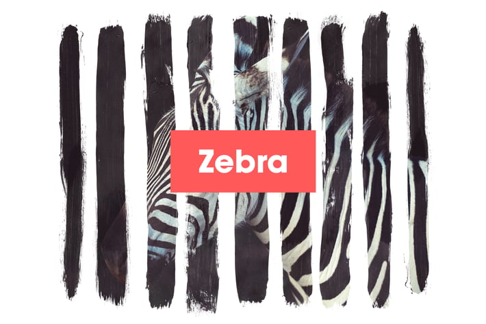 Zebra