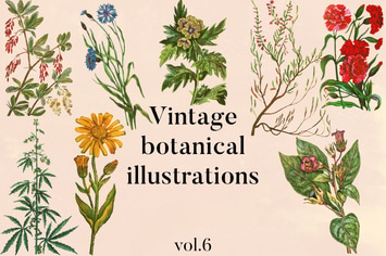 Vintage Botanical Illustrations Vol. 6