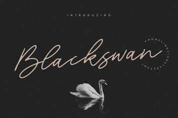 Blackswan - Monoline Signature Logo Font