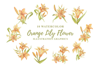 10 Watercolor Orange Lily Flower Illustration