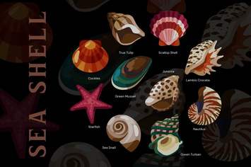 Sea Shell